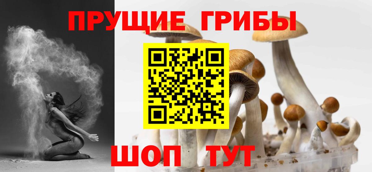 Омск  Псилоцибиновые грибы GOLDEN TEACHER  Вход с VPN  Галлюциногенные грибы Psilocybe 